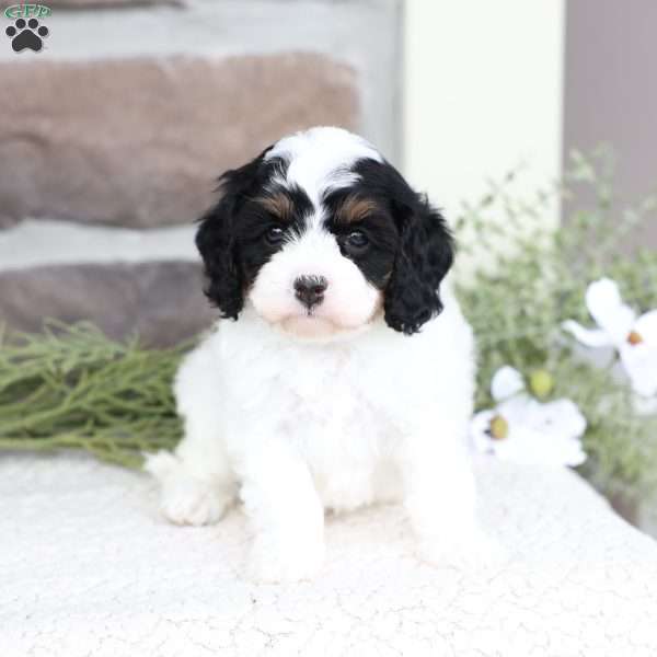 Rose, Cavapoo Puppy